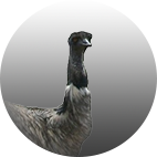 Emu